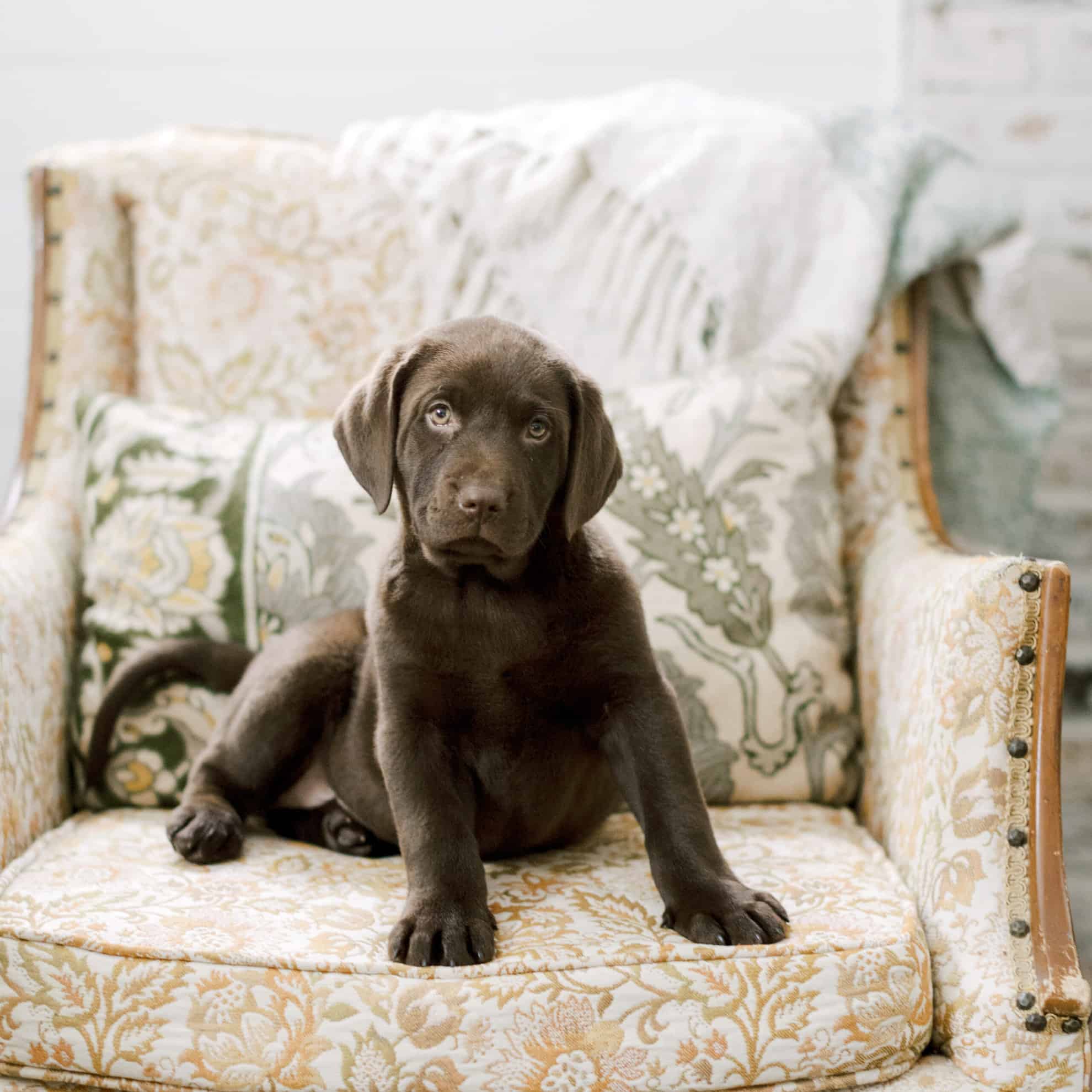 heritage creek labs chocolate labrador puppy cute puppy sitting on a flower chair in a home as the family dog bird hunting dog indiana dog breeder