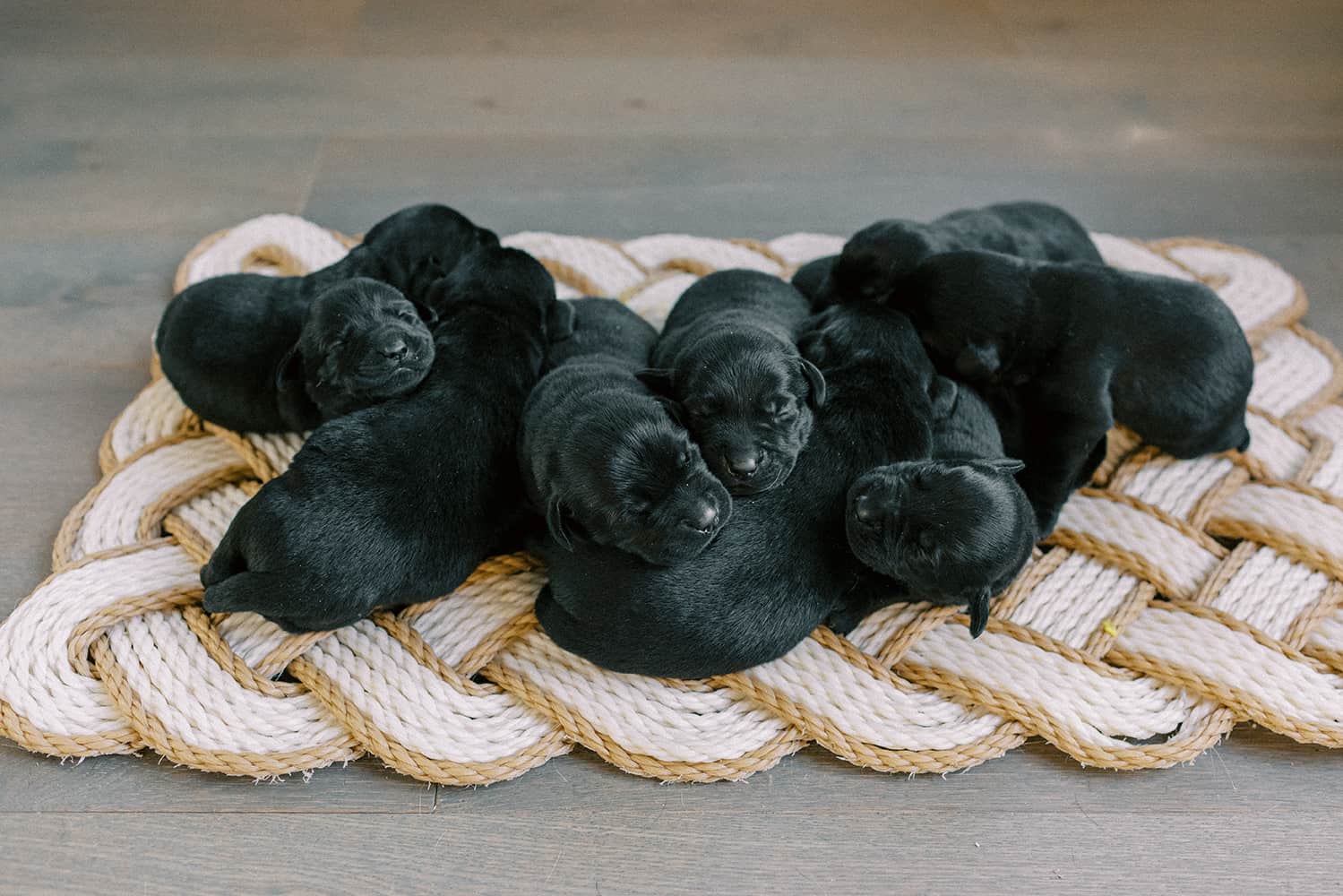 heritage creek labs labrador dog breeding black litter of newborn puppies
