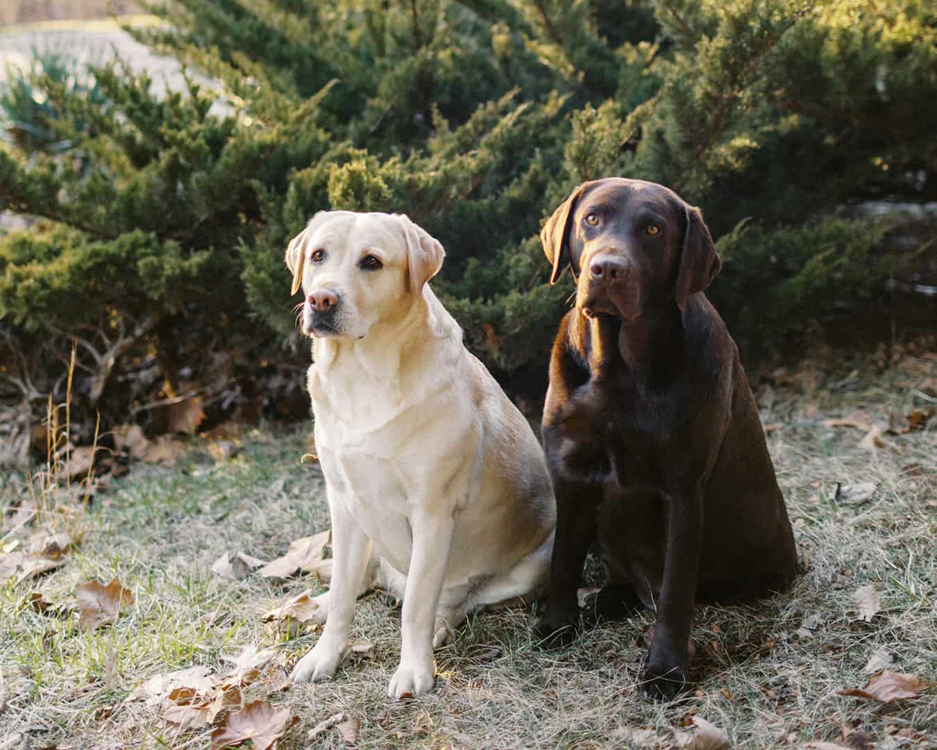 heritage creek labs yellow labrador and chocolate indiana dog breeder black labrador sitting outside together in sun