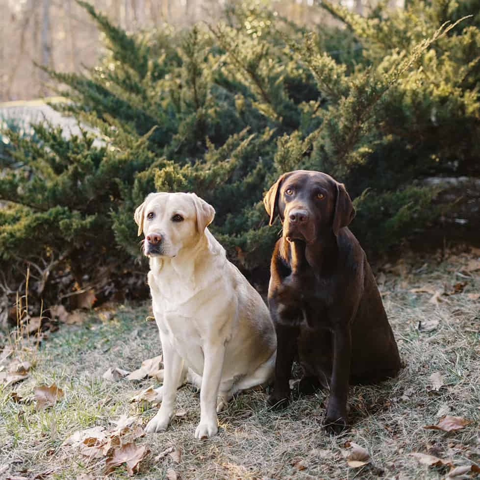 heritage creek labs yellow labrador and chocolate indiana dog breeder black labrador sitting outside together