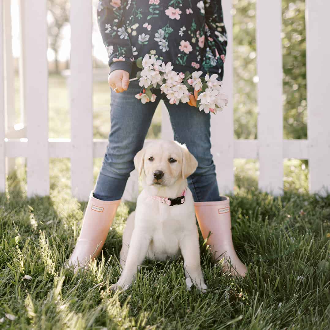 heritage creek labs yellow labrador puppy with cherry blossom flower in spring in indiana dog breeder of puppies pink hunter boots for girls