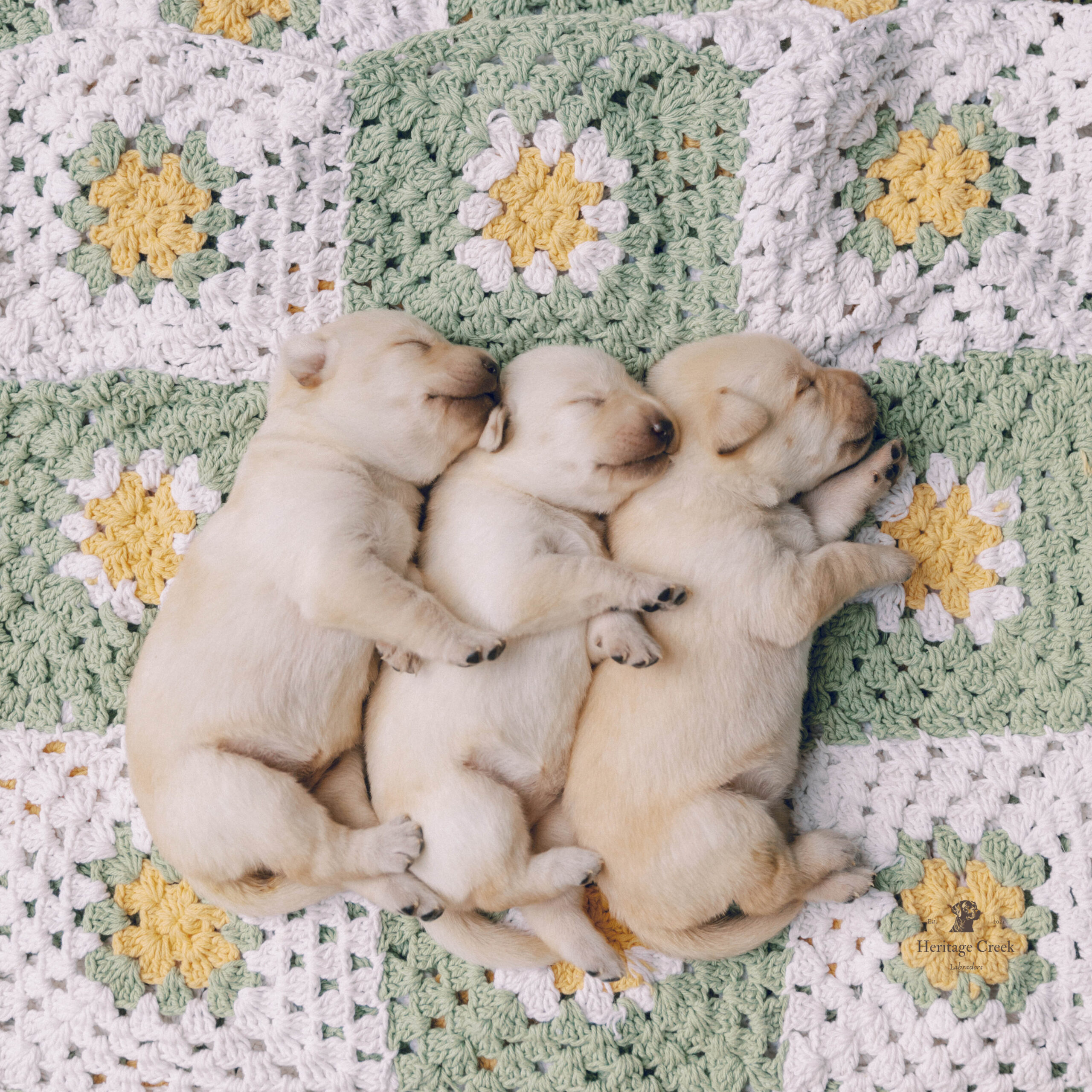 0145 heritage creek labradors 2week old yellow lab puppy