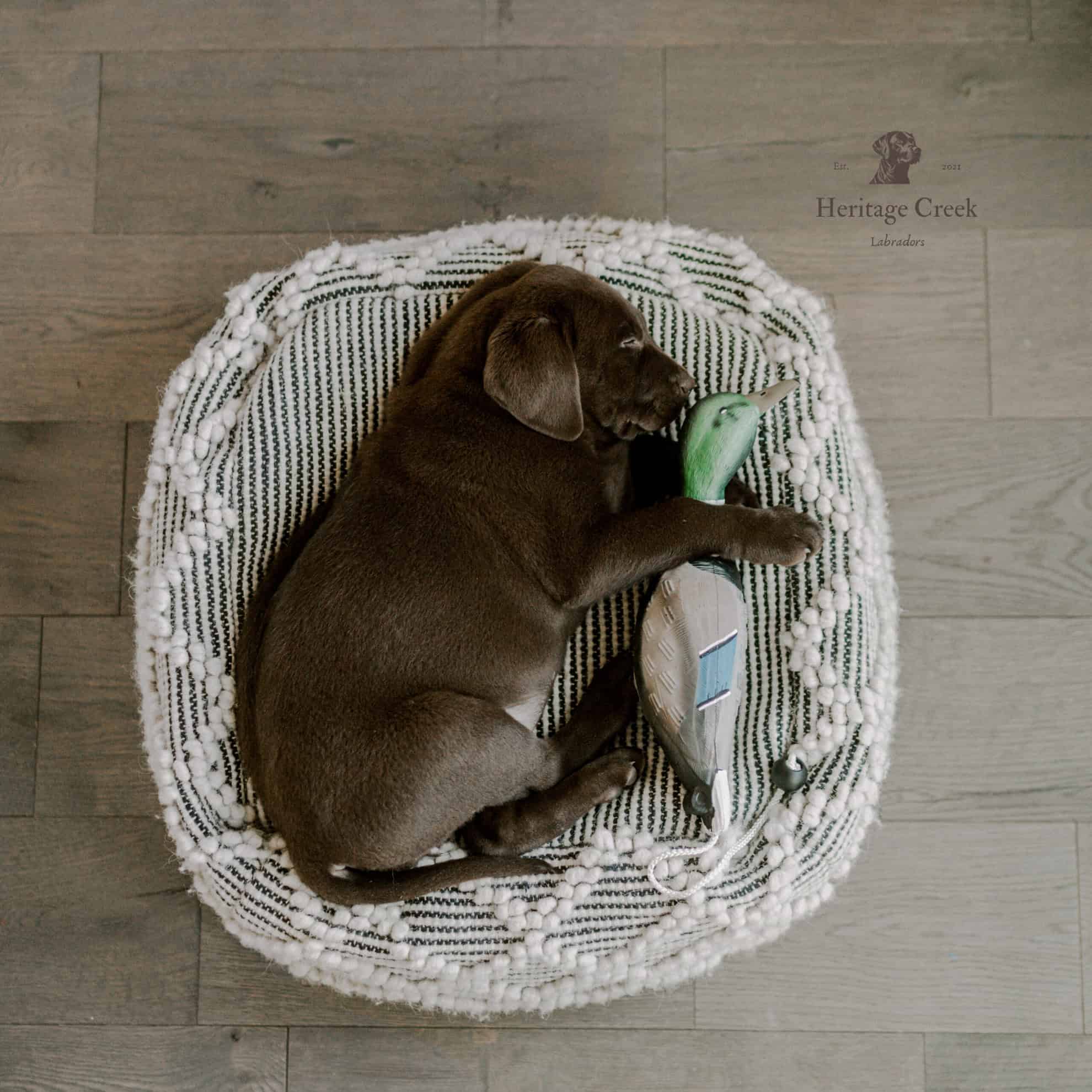 chocolate lab puppy indiana breeder