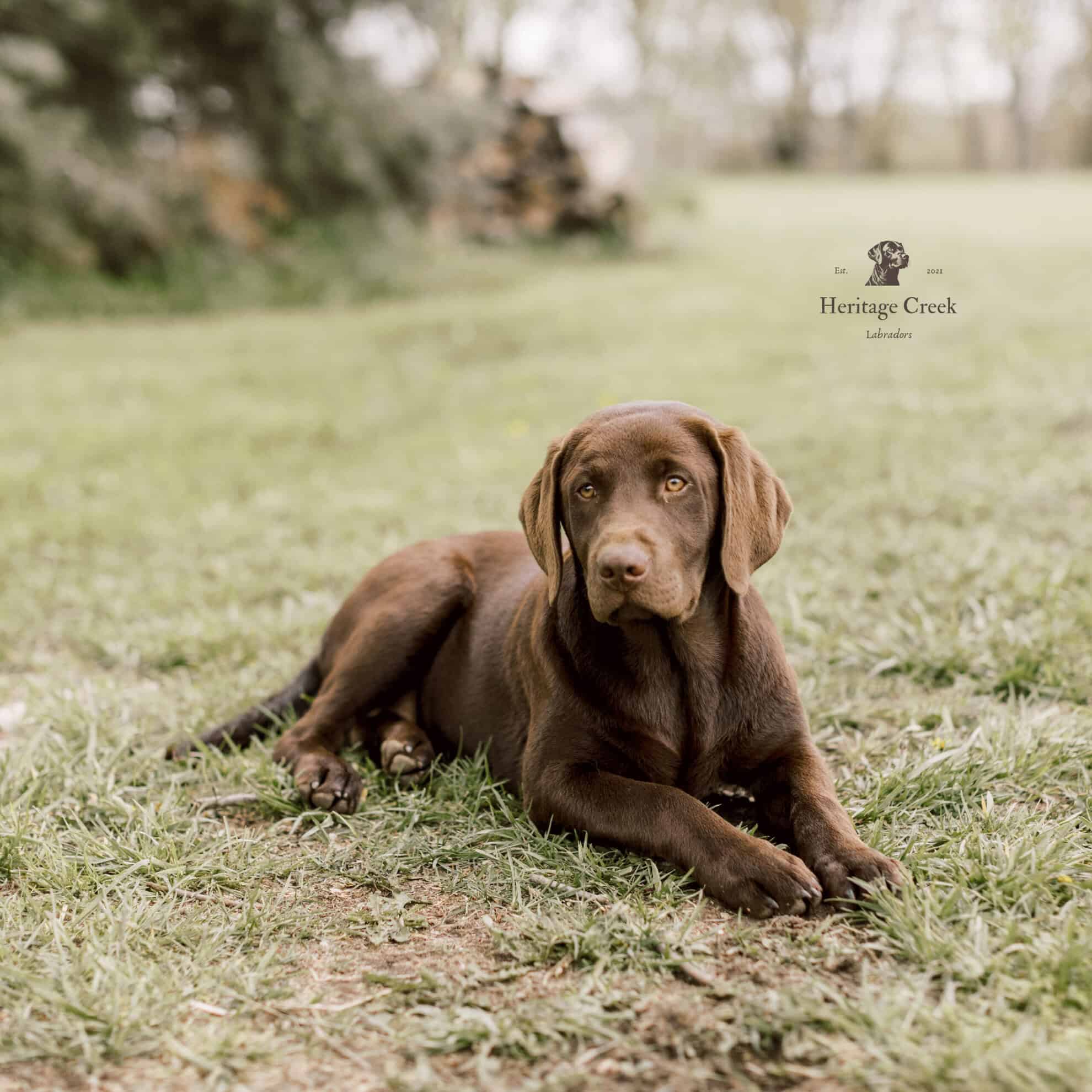 chocolate labrador breeder indiana
