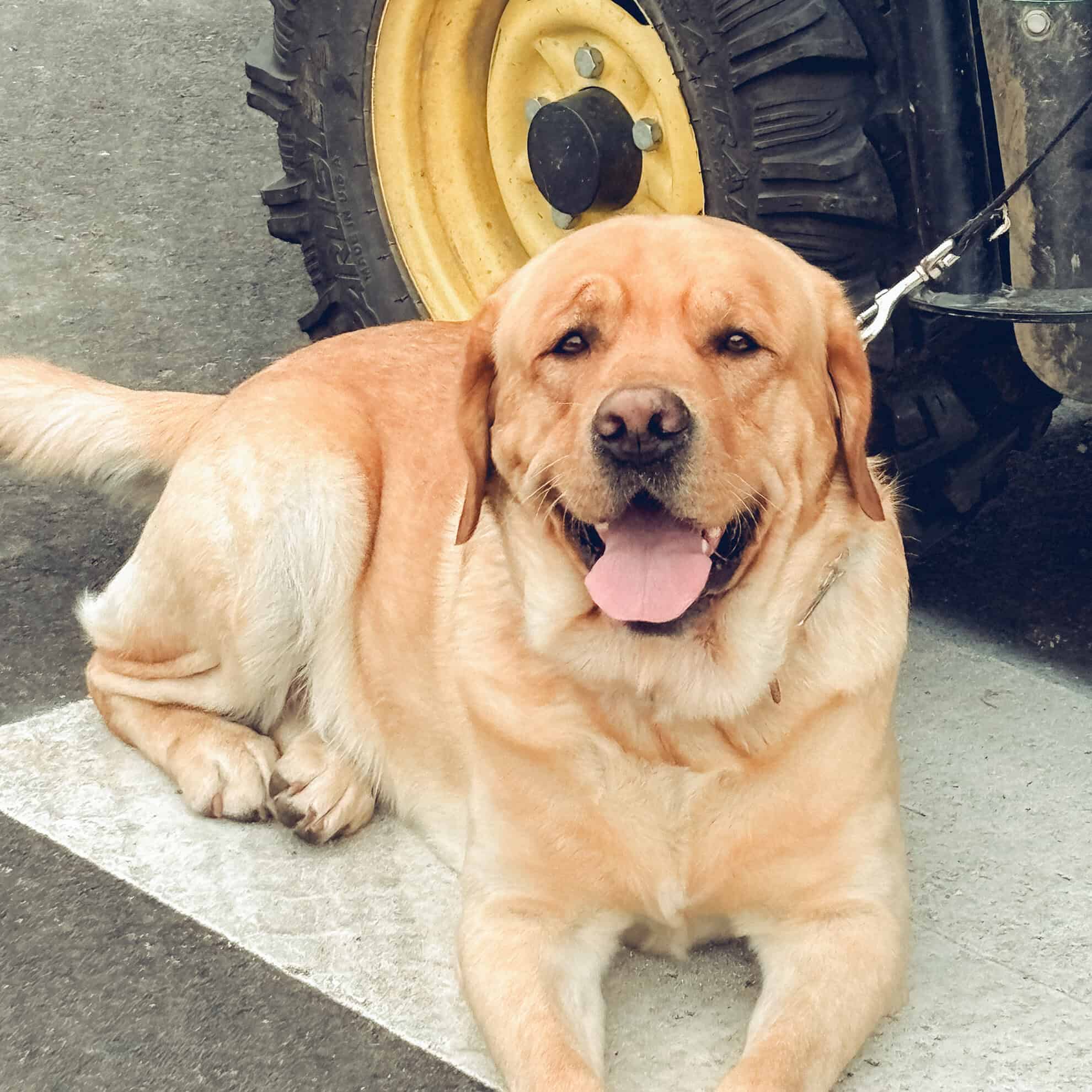 heritage creek labs walnut creek labradors north salem indiana stud dog maverick yellow red labrador 5