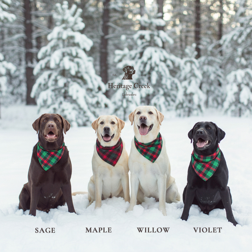labrador christmas photo heritage creek labs indiana lab breeder winter puppies dog names for labs