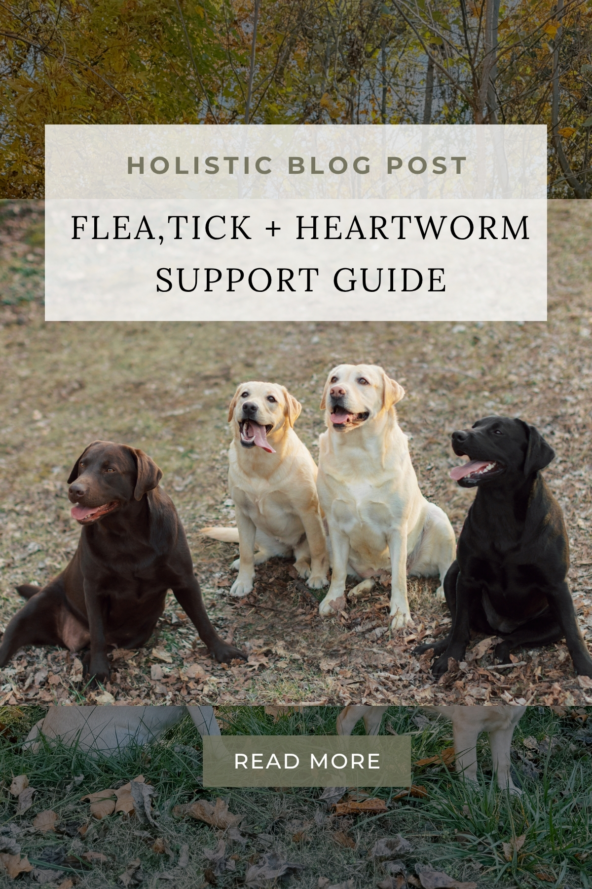 Holistic Flea Tick Heartworm Prevention support blog post for Dogs. Indiana Dog Breeder